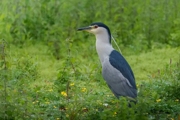 Black, white and grey bird standing upright amongst grass and weeds