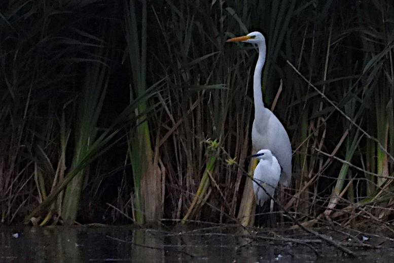A large white heron standing behind a small white heron at the water's edge in front of reeds