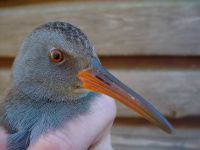 Water Rails are more often heard than seen! Water Rail