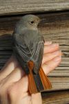 Black Redstart - an occasional visitor usually to the Sewage Works part of the site. (Chris Dee) Black Redstart