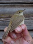 Reed Warbler, one of our commonest summer visitors and passage migrants. (Roger Emmens) Reed Warbler