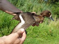 A female Tufted Duck, a regular breeding and wintering bird at Rye Meads. (Maria Mak) Female Tufted Duck