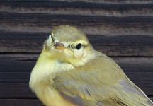 Willow Warblers are now just passage migrants at Rye Meads. (Roger Emmens) Willow Warbler