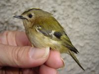 The Goldcrest is the smallest European bird, typically weighing just 5-6g! Goldcrest