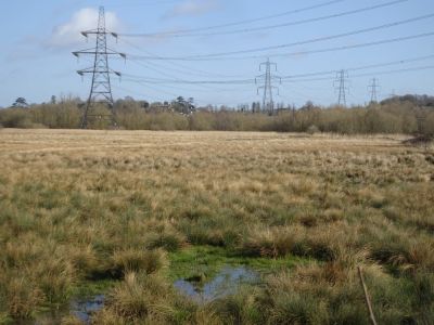 The First Meadow viewed in March