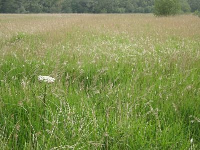 The Second Meadow in June