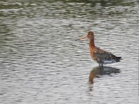 Black-tailed Godwit on the Scrape, Rye Meads July 2019 (Sarah Harris)