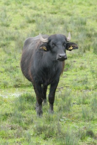 Water Buffalo and Konik Ponies are used to graze the meadows (Sarah Harris) Water Buffalo in the First Meadow