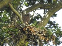 Buzzard in nest on the Toll Road, June 2019 (Sarah Harris)