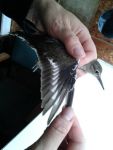 Examining a juvenile Common Sandpiper, showing the distinctive wingbar seen in flight. (Maria Mak) Common Sandpiper