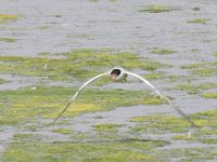 Common Tern over the Scrape (Sarah Harris)