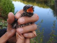 A Cuckoo chick being ringed, and still begging for food! (Sarah Harris)