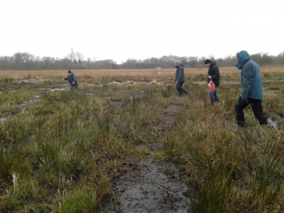 Drag netting in the First Meadow for wintering Jack Snipe (Maria Mak) Drag netting for Jack Snipe