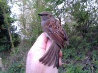 Dunnock is a widespread resident at Rye Meads but on the amber list of Birds of Conservation Concern. (Maria Mak) Dunnock