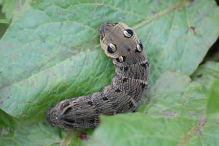 Elephant Hawkmoth caterpillar found in the South Lagoons. (Sarah Harris) Elephant Hawkmoth Caterpillar
