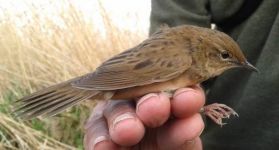 Grasshopper Warbler - you can often hear one 'reeling' in early summer. (Maria Mak) Grasshopper Warbler