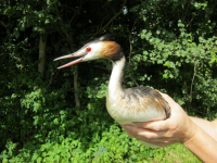 Great Crested Grebe - we don't catch many of these fine birds. (Maria Mak) Great Crested Grebe