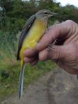 A fine adult male Grey Wagtail. (Maria Mak) Grey Wagtail