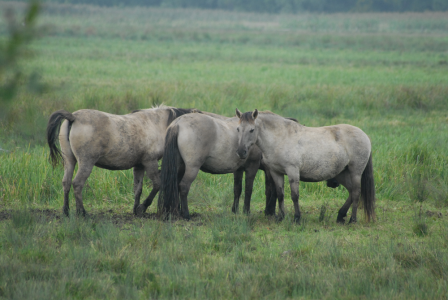 Koniks are used to graze the meadows to help manage this important habitat. (Sarah Harris) Konik Ponies in the First Meadow