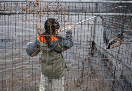 A Mallard in a duck trap is gently scooped up in the net (Sally Harris) Collecting a Mallard from a duck trap
