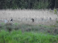 Marsh Harrier over the Meadow, May 2019 (Sarah Harris)