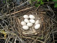Coots' nests can be commonly seen all over the site in Spring and early Summer. (Sarah Harris) Coot nest
