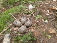 This Lapwing's nest was on the Scrape at the RSPB reserve. (Maria Mak) Lapwing nest