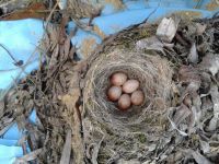 Robins' nests are often too well hidden to be able to photograph! (Maria Mak) Robin nest