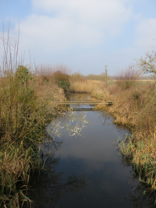 One of the two Constant Effort Sites. (Roger Emmens) North Constant Effort Site