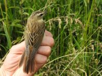 Sedge Warbler (Sarah Harris)