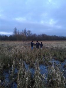 Setting mist nets in the meadows to catch wintering Snipe and Jack Snipe at dusk (Sarah Harris) Setting mist nets in the meadows
