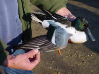 An adult male Shoveler is a fine duck, and it is a shame we catch so few of them! Adult male Shoveler