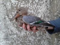 Although slightly duller than their gaudy mates, female Shovelers are still handsome. (Maria Mak) Female Shoveler