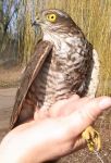 Sparrowhawk - we catch a few of these handsome predators each year. (Maria Mak) Sparrowhawk