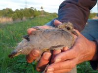A Stock Dove squab - Stock Doves largely depend on our nestboxes. (Maria Mak) Stock Dove squab