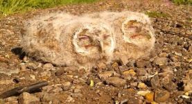 Tawny Owl chicks - there are usually one or two pairs breeding on the site. (Maria Mak) Tawny Owl chicks