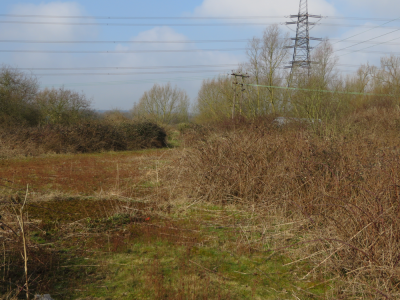 Now an area of scrub, formerly the dumping ground for screenings. (Roger Emmens) Area of scrub known as the Tealeaves