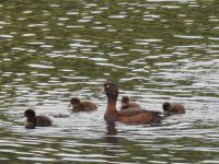 Tufted Duck brood on the Scrape, Rye Meads, 30 Jun 2019 (Sarah Harris)