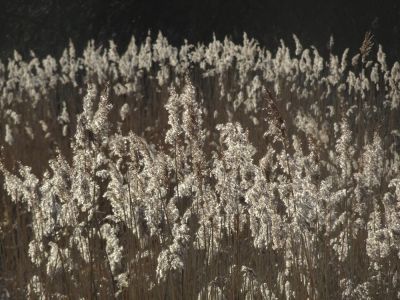 A reedbed in the First Meadow in winter sunshine