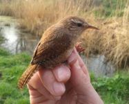 A Wren, a common breeding bird. (Maria Mak) Wren