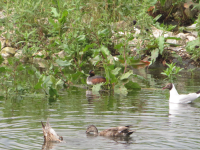 Black-necked Grebe on nest - a pair successfully bred in the summer of 2014. (Roger Emmens) Black-necked Grebe on nest