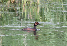 Summer adult Black-necked Grebe in breeding plumage. (Roger Emmens) Black-necked Grebe