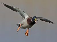 Incoming Mallards often look out of control but usually land safely! (John Watkins) Male Mallard