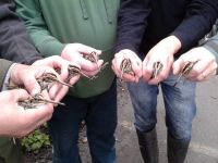 Seven Jack Snipe ringed and ready for release Jack Snipes