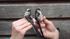 A pair of Long-tailed Tits showing off the long tail well. (Jackie Cordell) Long-tailed Tits