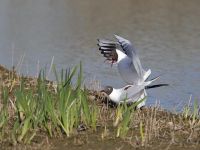 A pair of Black-headed Gulls in the process of creating this year's brood! (John Watkins) Black-headed Gulls