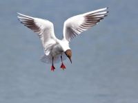 This hovering Black-headed Gull shows just how flexible the wings are. (John Watkins) Black-headed Gull