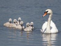 Young Mute Swan cygnets keep close to their parents. (John Watkins) Mute Swan with brood
