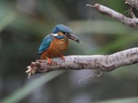 This Kingfisher is one of our local ringed birds. (John Watkins) Kingfisher