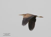 Purple Heron in flight - a very rare visitor. (Jason Ward) Purple Heron